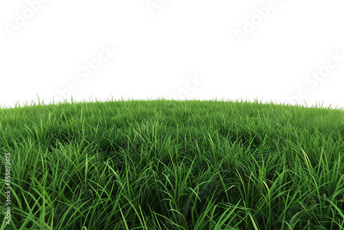 green grass isolated on white background