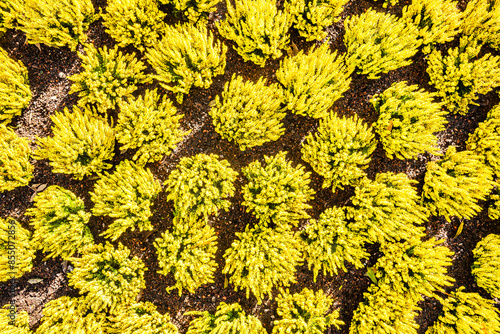 Bunte Heidekräuter in einem Beet von oben gesehen