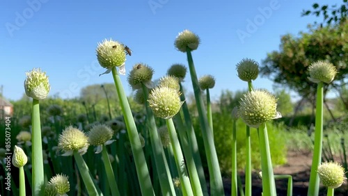 Blooming onion Allium Fistulosum growing in the garden photo