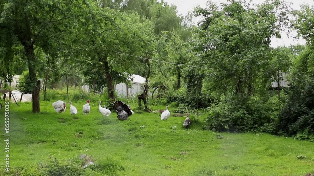 Many White Turkeys and Big Black Turkeycock Walking on Bird Yard on Organic Farm. Big black male turkey showing their beautiful tail on green grass field and trees on background. Slow motion video