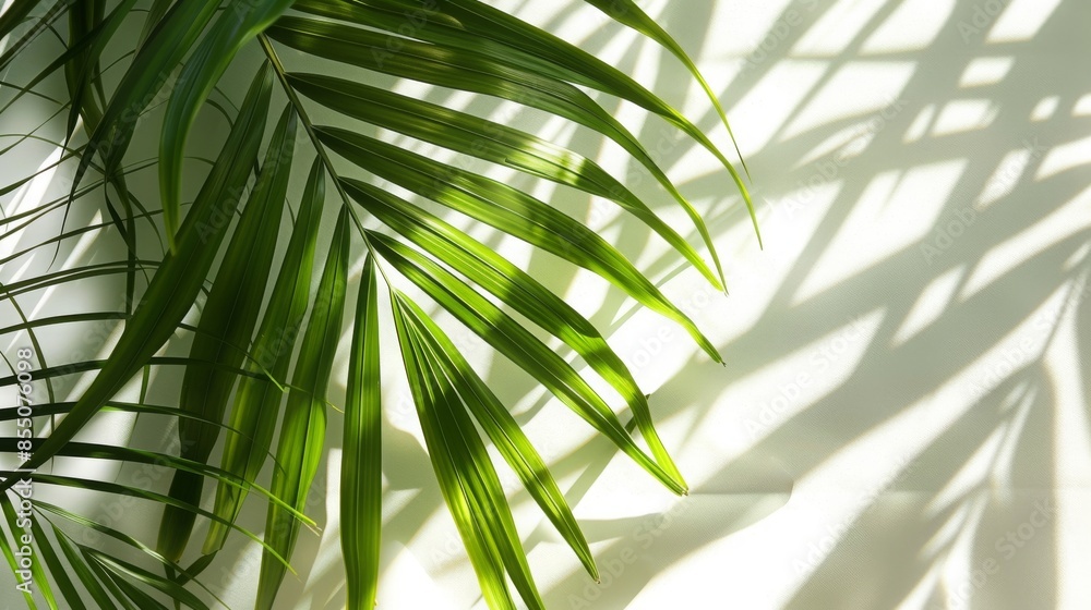 PALM LEAF SHADOWS POSTER, minimalist style, 16:9 PALM LEAF SHADOWS POSTER, minimalist style, 16:9
