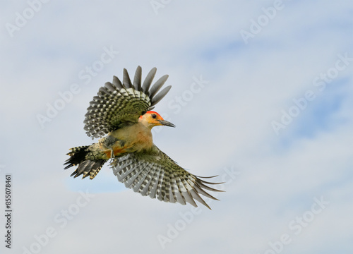 Red-bellied Woodpecker in flight , with cloudy sky background