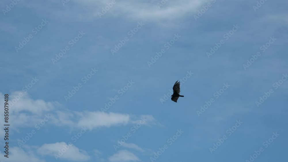 Large vultures flying and soaring through the air Large vultures flying and soaring through the air