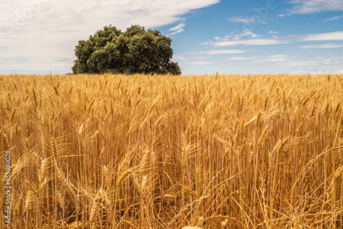 Cereal field with holm oak in the background.