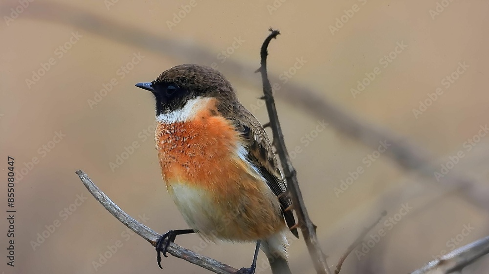 Close-up of a small bird with a vibrant orange chest perched on a twig against a blurred background Close-up of a small bird with a vibrant orange chest perched on a twig against a blurred background
