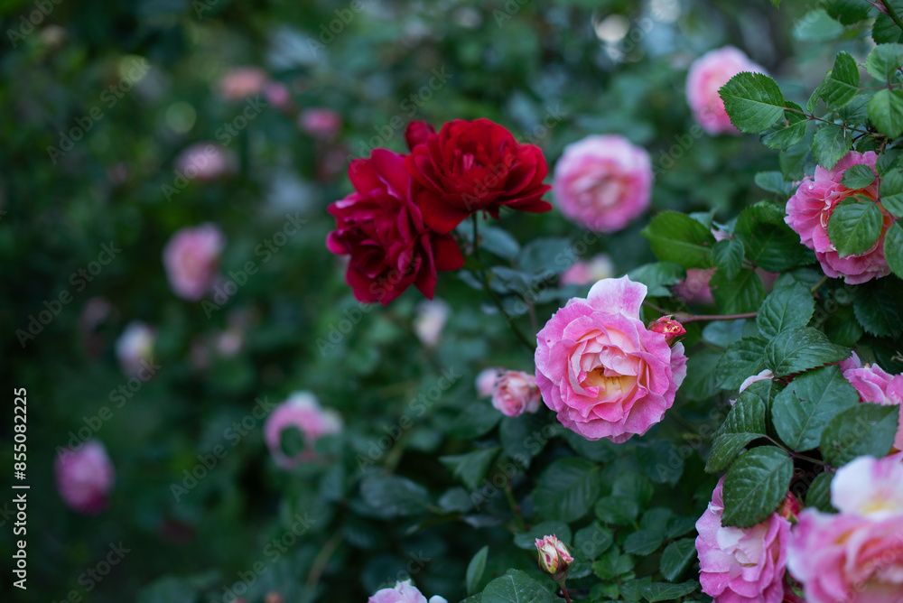Pink roses blooms on a background of green leaves in a garden. Natural background. Pink roses blooms on a background of green leaves in a garden. Natural background.