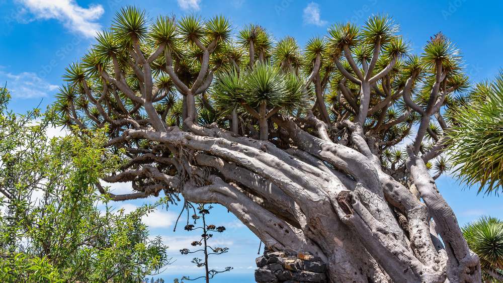 Φωτογραφία Drago trees in a park by the sea on the coast of the island of La Palma, Canary Islands
