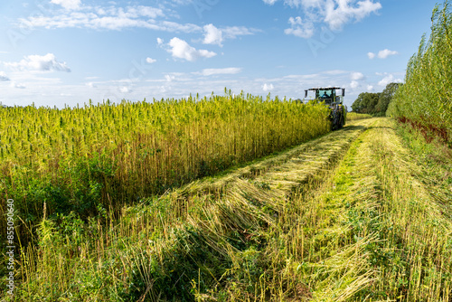 Arrachage de chanvre à l'aide d'une faucheuse Hyler Sativa 200 en Seine-maritime photo