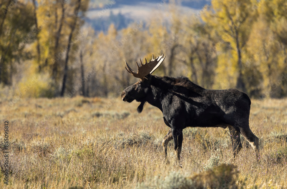 Bull Moose During the Rut in Wyoming in Autumn Bull Moose During the Rut in Wyoming in Autumn