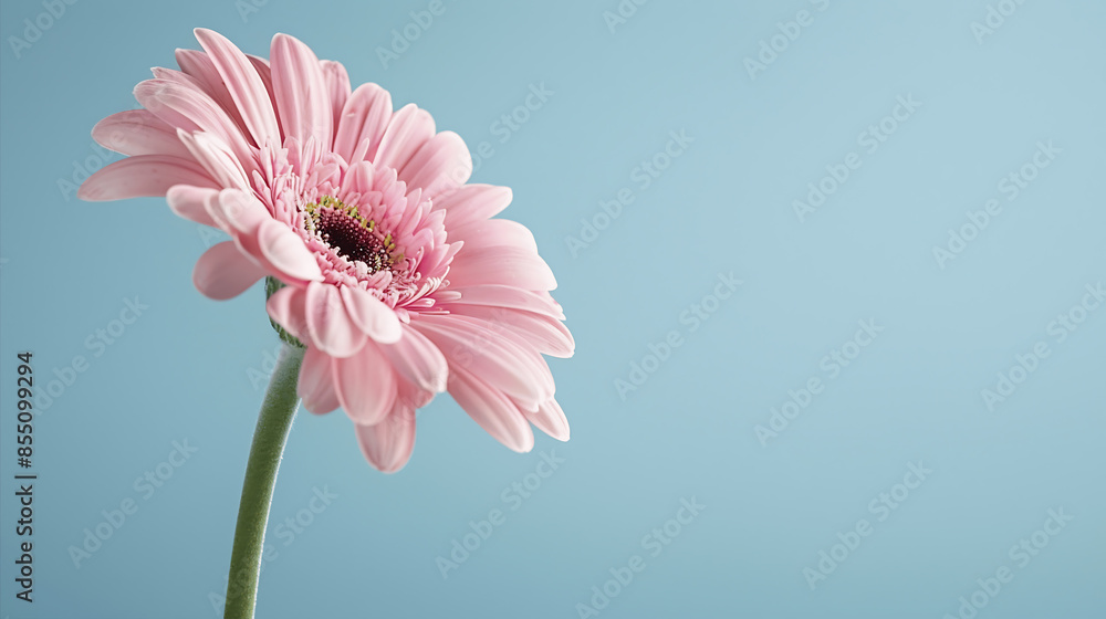 A romantic photograph of two pink flowers on a white background with an area left empty for text. Ideal for wedding invitations or love-themed projects A romantic photograph of two pink flowers on a white background with an area left empty for text. Ideal for wedding invitations or love-themed projects