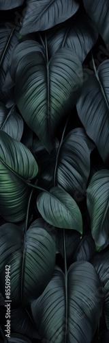 abstract black leaves for tropical leaf background