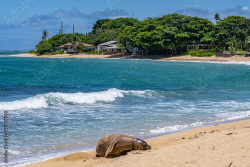  Kapalaoa Beach，Windward Coast of Oahu, Hawaii.  The Hawaiian monk seal (Neomonachus schauinslandi) is an endangered species of earless seal in the family Phocidae that is endemic to the Hawaii photo