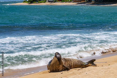  Kapalaoa Beach，Windward Coast of Oahu, Hawaii.  The Hawaiian monk seal (Neomonachus schauinslandi) is an endangered species of earless seal in the family Phocidae that is endemic to the Hawaii photo