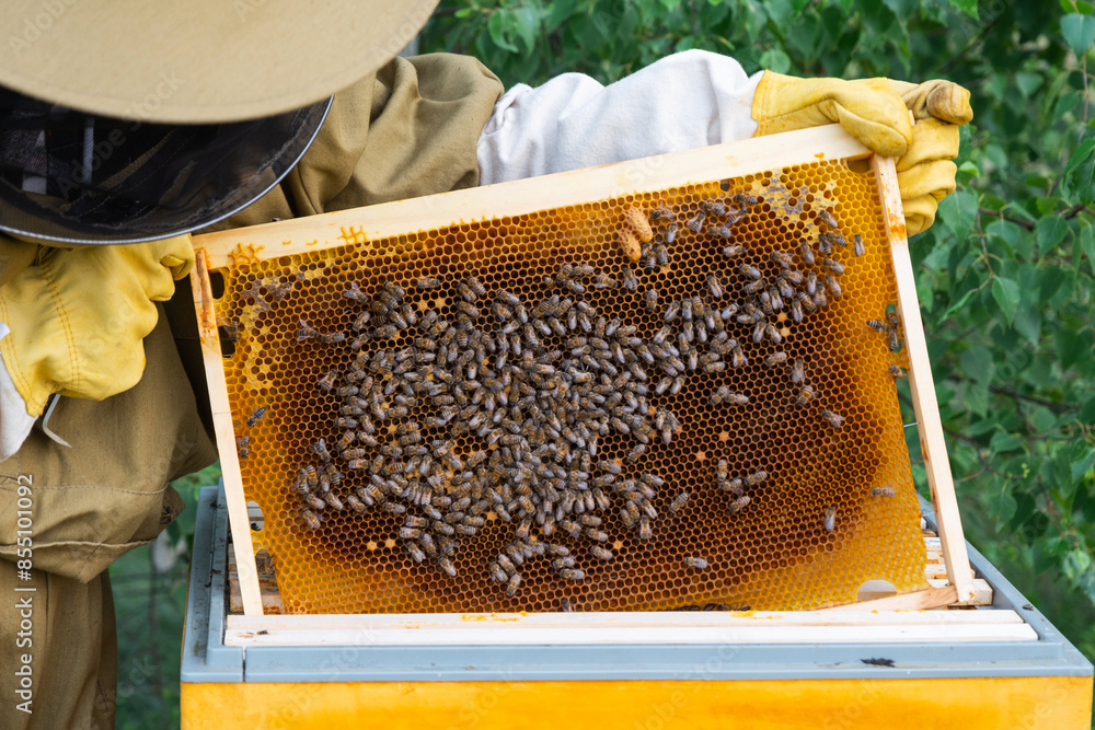A beekeeper, a woman in a protective suit against bee stings, holds a frame with honey from a bee hive in her hands. Beekeeping, care of the hive A beekeeper, a woman in a protective suit against bee stings, holds a frame with honey from a bee hive in her hands. Beekeeping, care of the hive