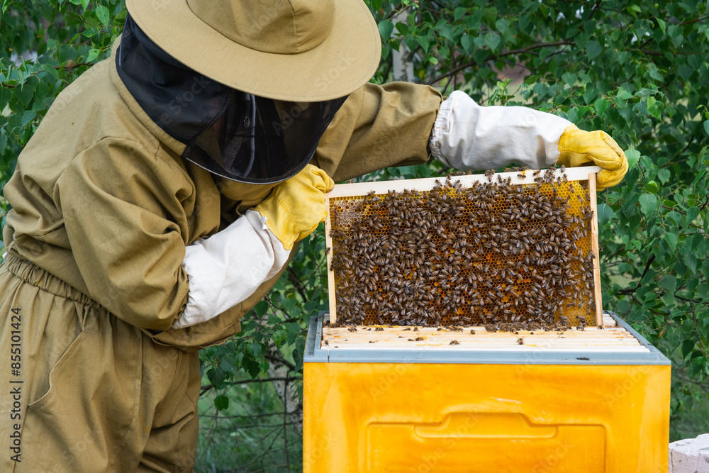 A beekeeper, a woman in a protective suit against bee stings, holds a frame with honey from a bee hive in her hands. Beekeeping, care of the hive A beekeeper, a woman in a protective suit against bee stings, holds a frame with honey from a bee hive in her hands. Beekeeping, care of the hive
