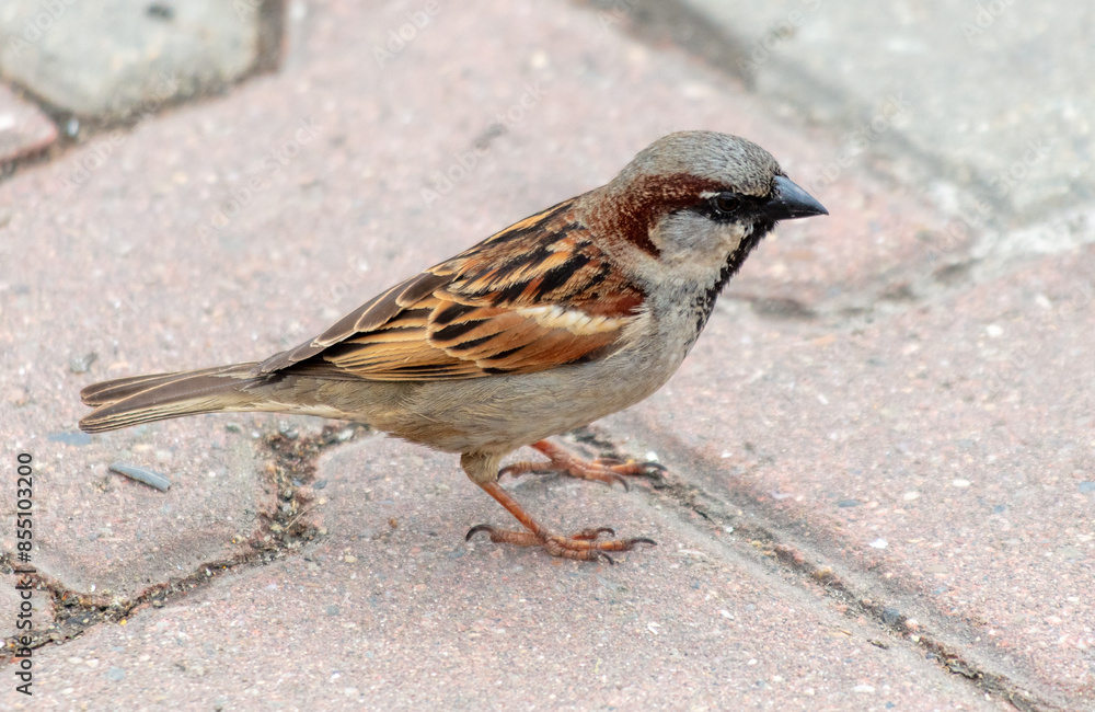 Portrait of a sparrow on paving slabs Portrait of a sparrow on paving slabs