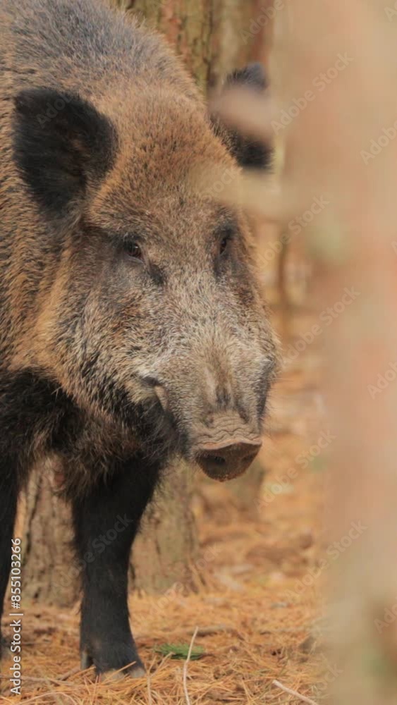 Belarus. Wild Boar Or Sus Scrofa, Also Known As The Wild Swine, Eurasian Wild Pig Sniffs Air In Autumn Forest. Wild Boar Is A Suid Native To Much Of Eurasia Belarus. Wild Boar Or Sus Scrofa, Also Known As The Wild Swine, Eurasian Wild Pig Sniffs Air In Autumn Forest. Wild Boar Is A Suid Native To Much Of Eurasia