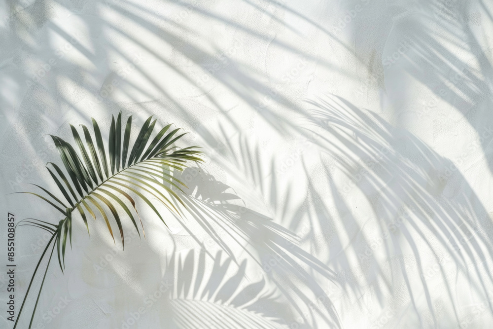 Obraz premium White wall with tropical palm leaf shadow. Beautiful abstract background concept banner for summer vacation 