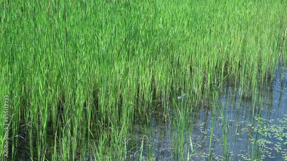 Closeup of reeds in water in summer Closeup of reeds in water in summer