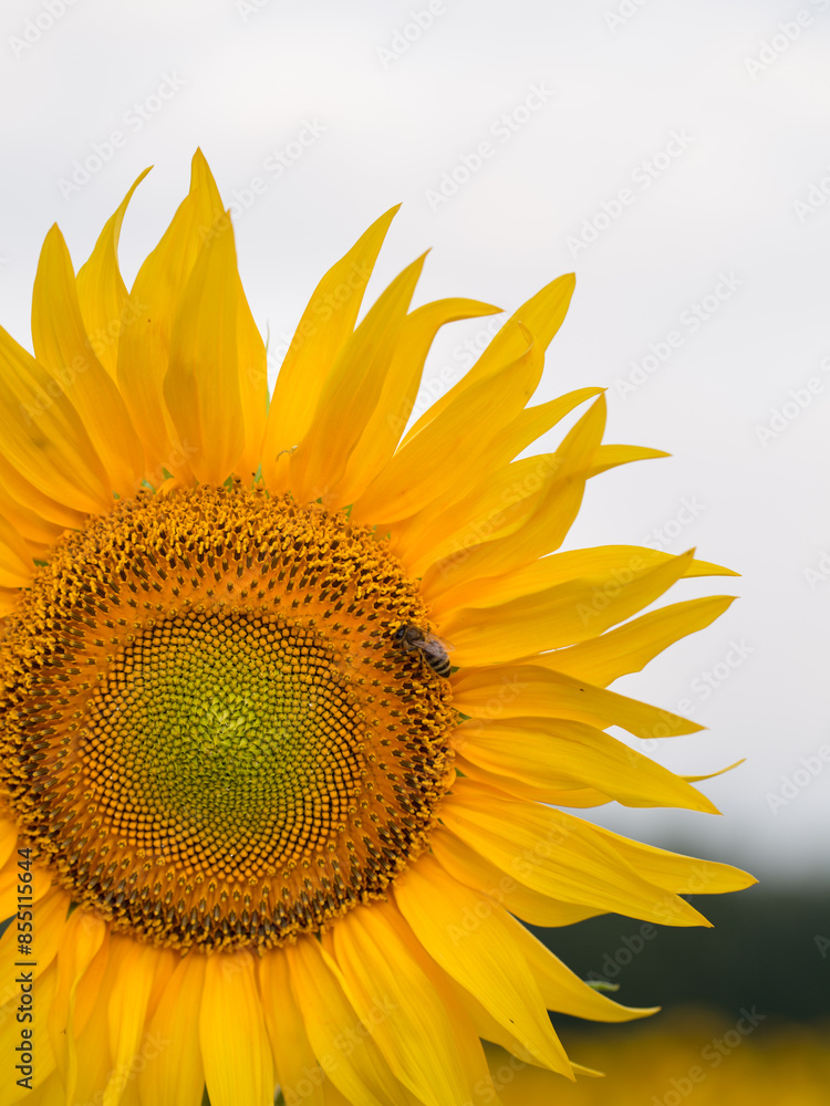 Naklejka premium Sunflower close up, early morning in summer