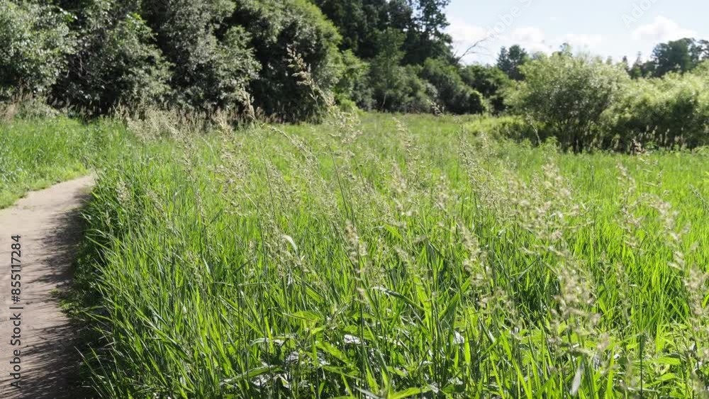 A path among tall grasses of a green field A path among tall grasses of a green field