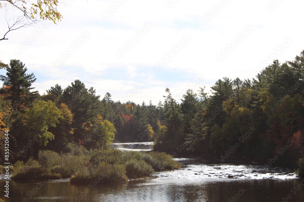 Fototapeta premium autumn in the forest