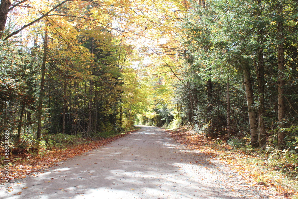 Fototapeta premium road in autumn forest