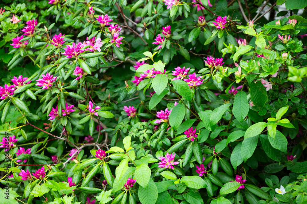 Flower bush with pink flowers background Flower bush with pink flowers background