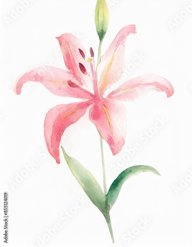 Hand drawn watercolor pink lily flower isolated on white background