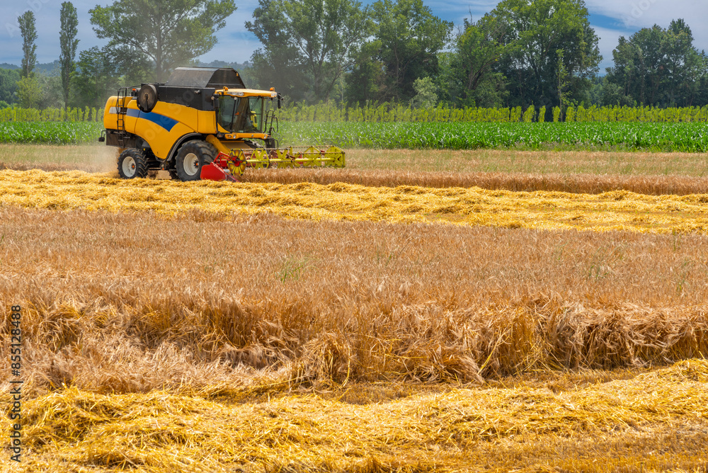 Obraz premium Agricultural combine harvester harvesting grain. Agricultural machine at work in the italian field in Po Valley in Cuneo province.