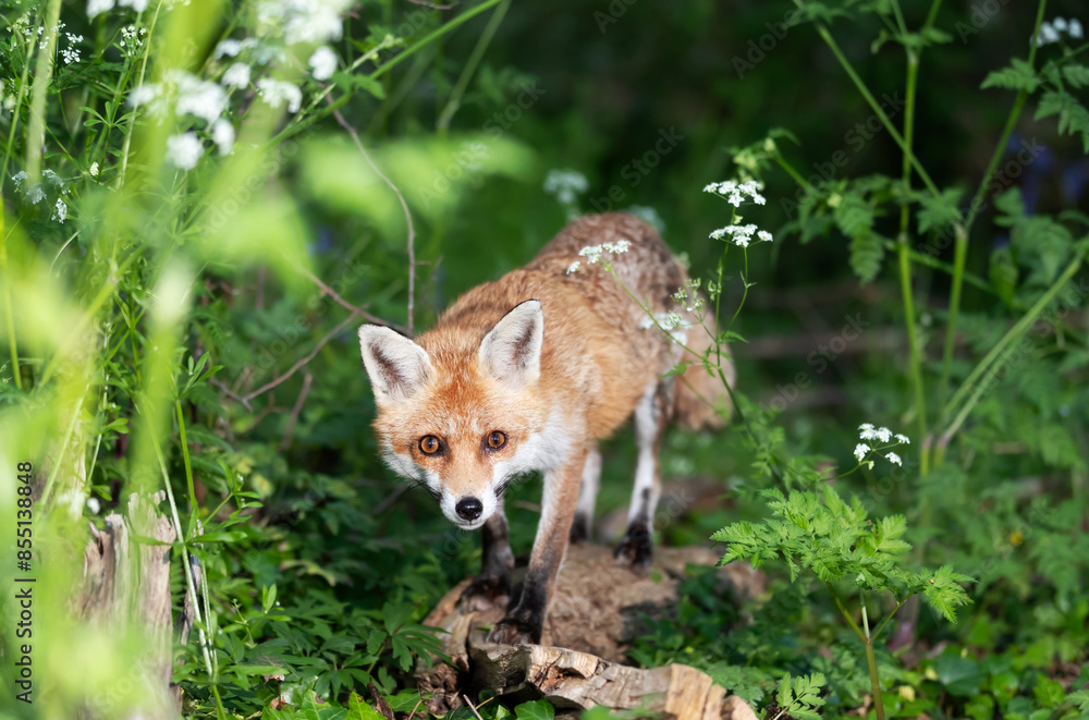 Portrait of a red fox standing on a tree in a forest Portrait of a red fox standing on a tree in a forest