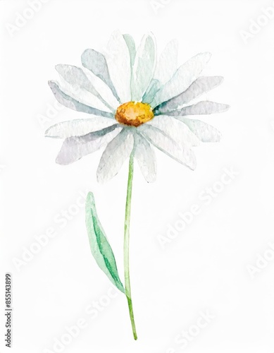 Fototapeta Naklejka Na Ścianę i Meble -  Hand drawn watercolor white daisy flower isolated on white background