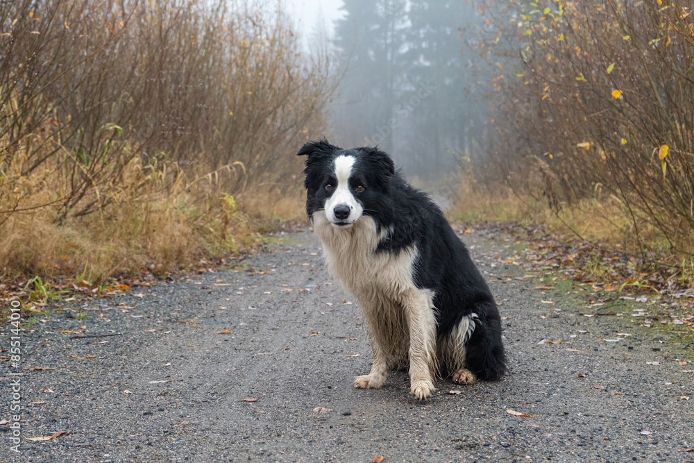 Pet activity. Cute puppy dog border collie sitting in autumn park forest outdoor. Pet dog on walking in foggy autumn fall day. Dog walking. Hello Autumn cold weather concept Pet activity. Cute puppy dog border collie sitting in autumn park forest outdoor. Pet dog on walking in foggy autumn fall day. Dog walking. Hello Autumn cold weather concept