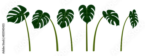Monstera deliciosa plant leaf set. tropical leaves vector illustration isolated on white background.