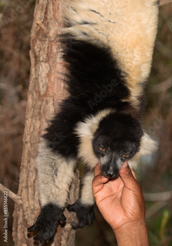 Cute black and white lemur vari Varecia variegata photo