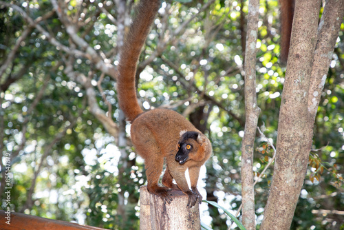 Red lemur (Eulemur Coronatus), endemic animal photo