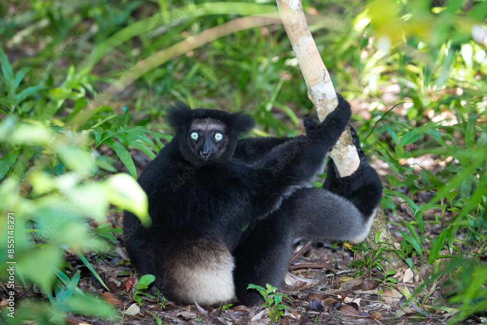 Obraz premium Lemur Indri indri, babakoto largest lemur from Madagascar