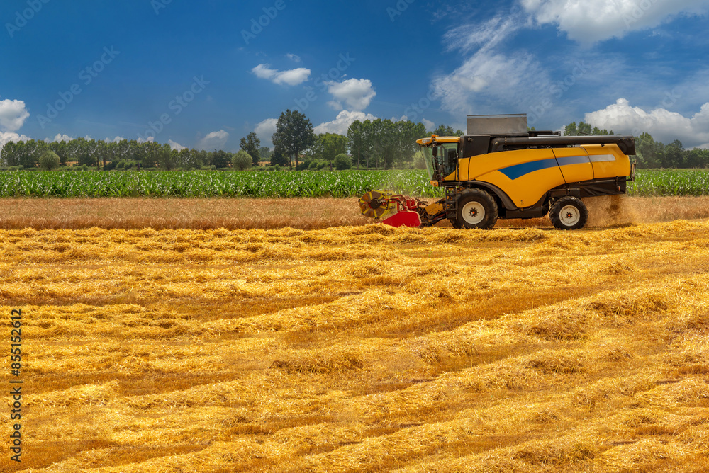 Fototapeta premium Agricultural combine harvester harvesting grain. Agricultural machine at work in the italian wheat field in Po Valley in Cuneo province.