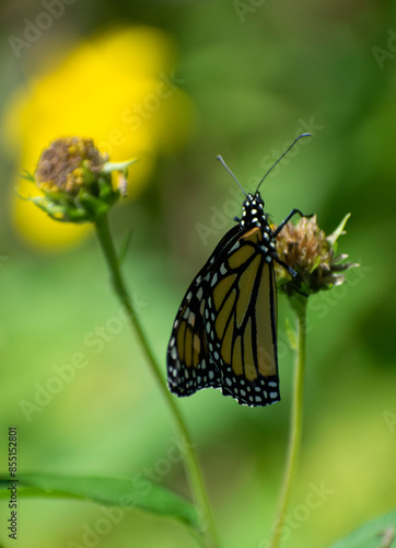 monarch butterfly on plant