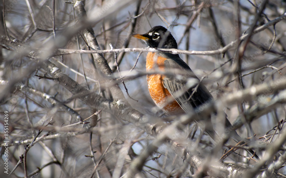 american robin american robin