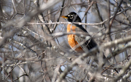 american robin