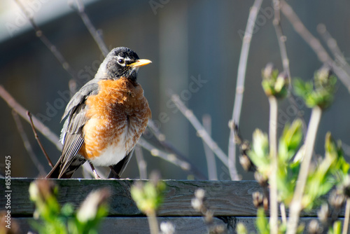 american robin