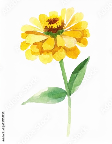 Hand drawn watercolor yellow zinnia flower isolated on white background © Mangata Imagine