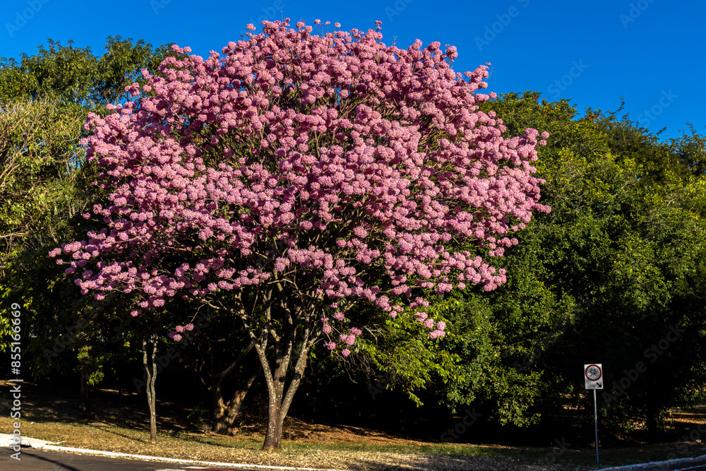 Pink Ipe with scientific name Handroanthus heptaphyllus in Brazil. Close up of beautiful Pink Trumpet Tree , Tabebuia rosea in full bloom Pink Ipe with scientific name Handroanthus heptaphyllus in Brazil. Close up of beautiful Pink Trumpet Tree , Tabebuia rosea in full bloom