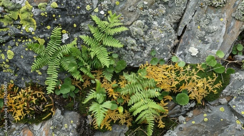 Pattern of ferns and lichens on Subpolar Urals rocks photo