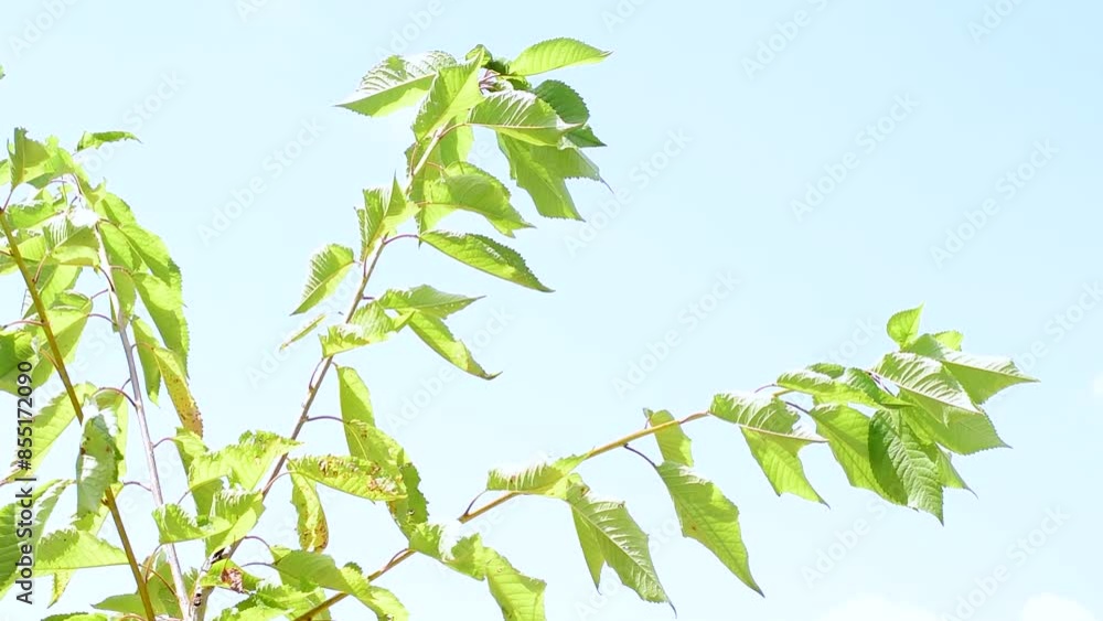 Branches against the sky of a young cherry tree Prunus Avium,a fruit plant of the Rosaceae family,in June in the Italian region Lazio. Branches against the sky of a young cherry tree Prunus Avium,a fruit plant of the Rosaceae family,in June in the Italian region Lazio.