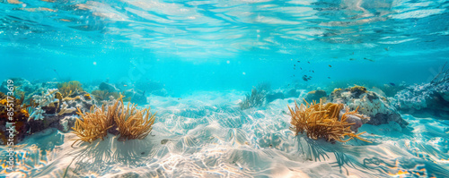 Underwater background with a clear view of a sandy seabed and small marine plants.
