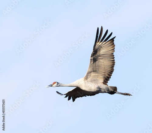 Billede på lærred Sandhill Cranes in flight
