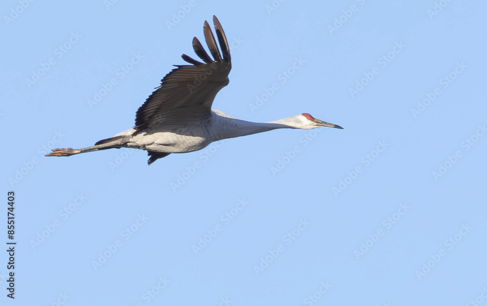 Naklejka premium Sandhill Cranes in flight