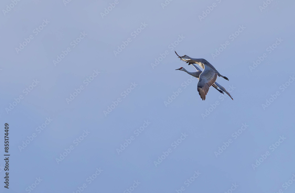 Fototapeta premium Sandhill Cranes in flight